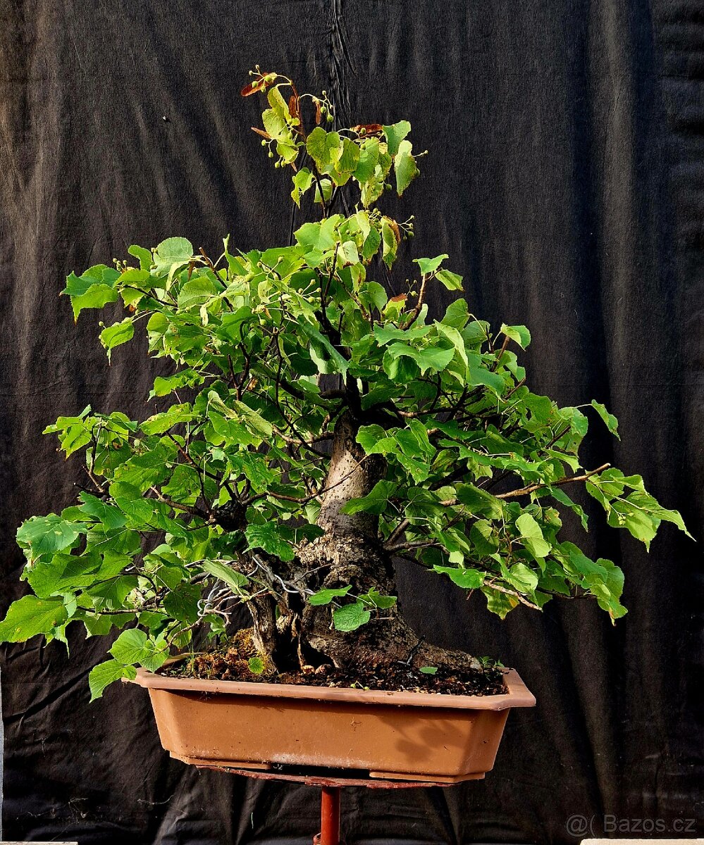 Bonsai, Bonsaj - Lipa srdcita Top - 5