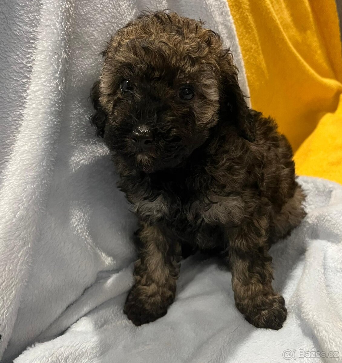 Pudelki miniaturki - 5