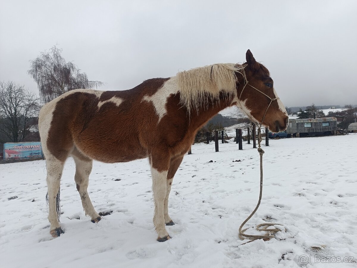 Valach paint horse - 5