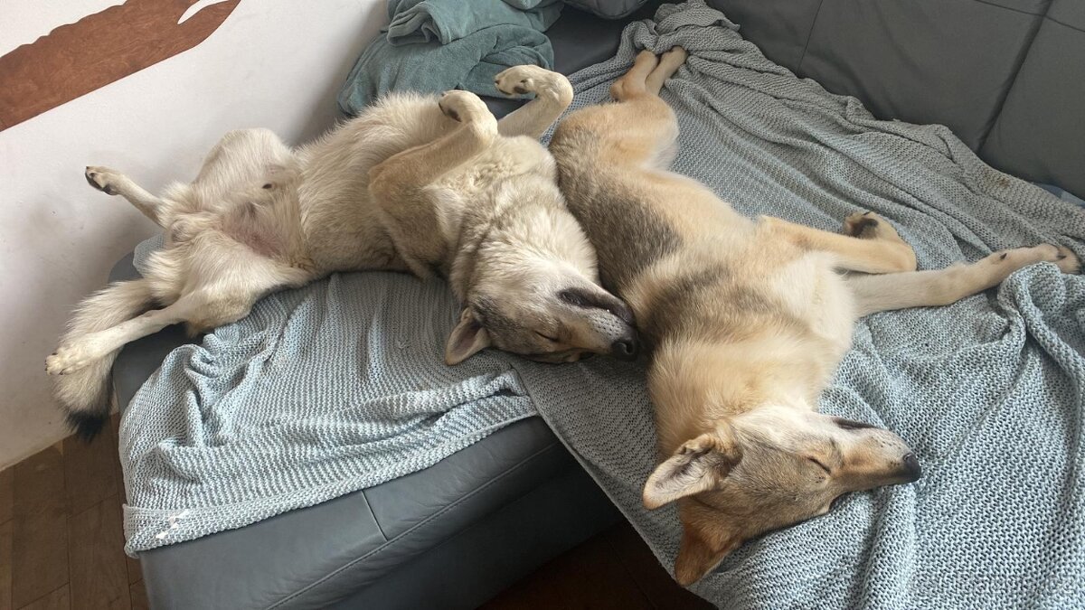 Československý vlčák - 5