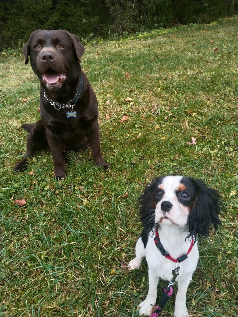 Labradorský retrívr s PP - 5