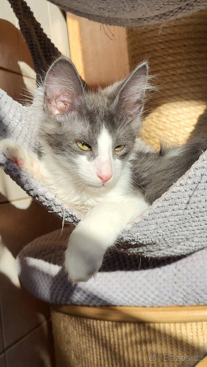 Turecká angora- koťátka s PP - 5