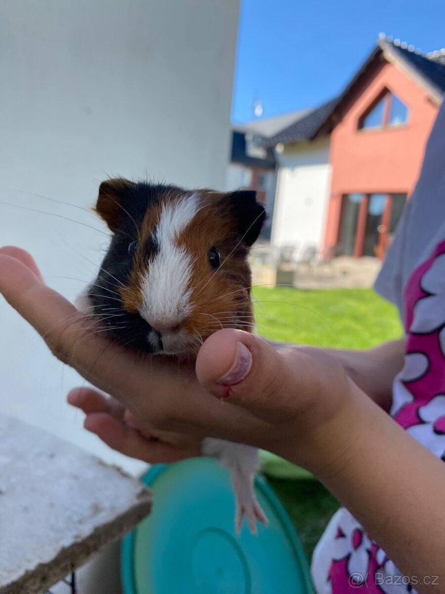 Prodám morčata - 5