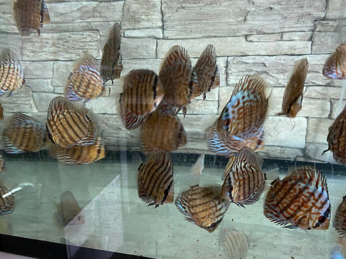 Discus, terčovci RED Tyrkys - 5