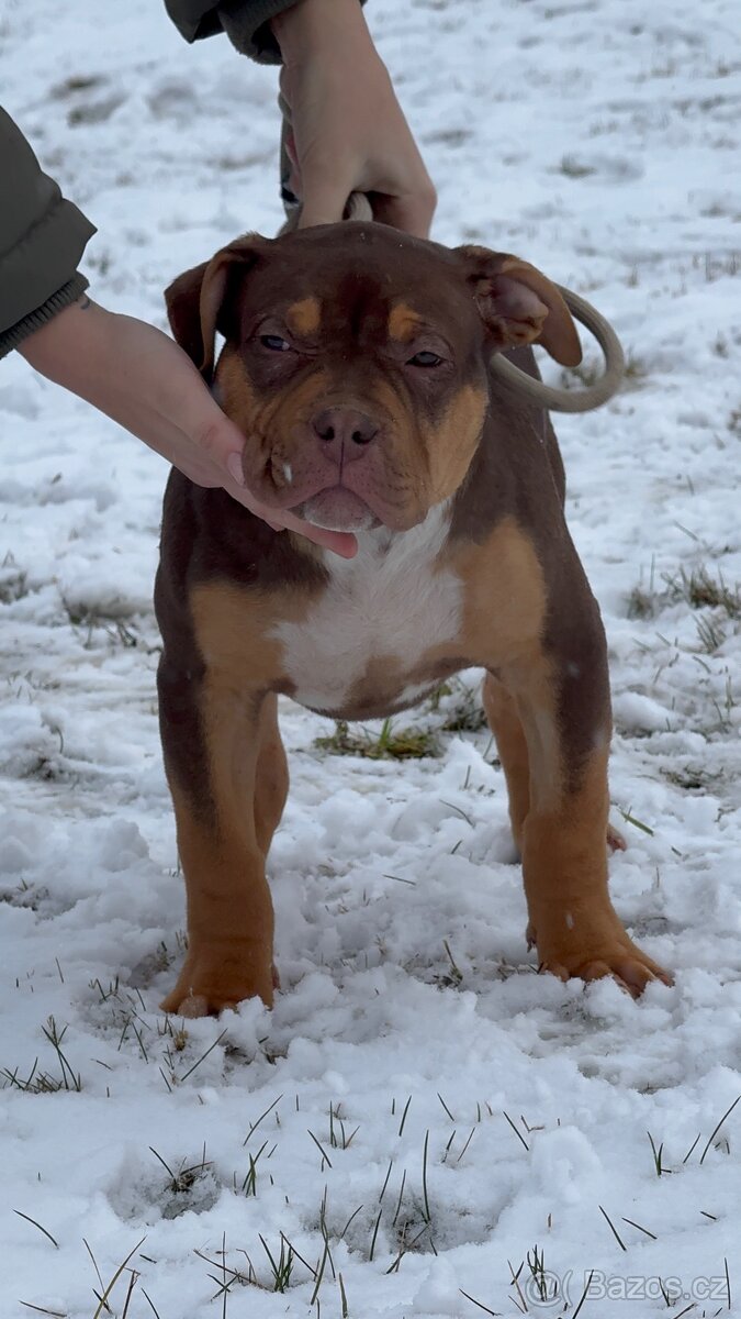 American Bully xl - 5