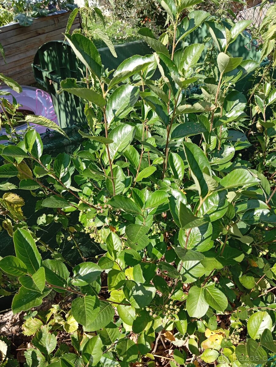 Velké množství rostlin - 5