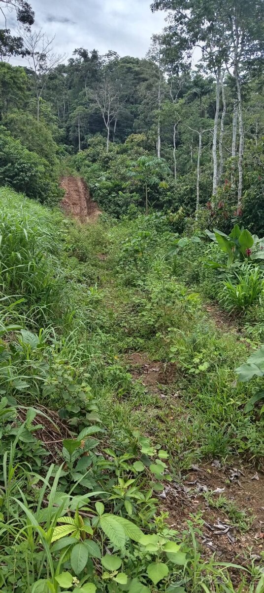 Pozemek v Amazonii - 5