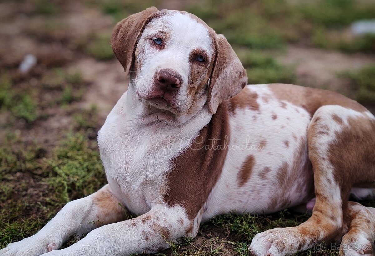 Louisianský leopardí pes - Louisiana Catahoula s PP - 5