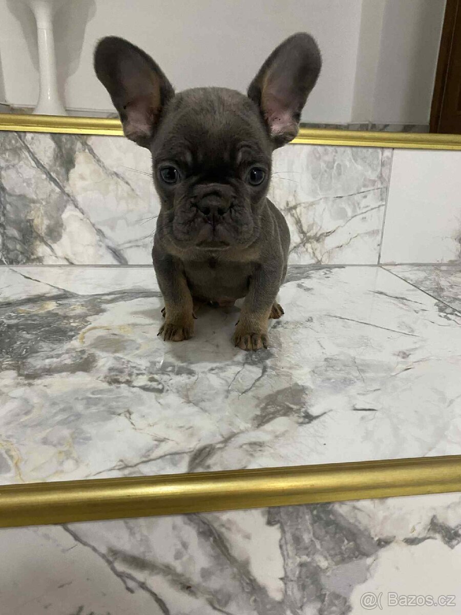 Francouzský buldoček bez pp - 5