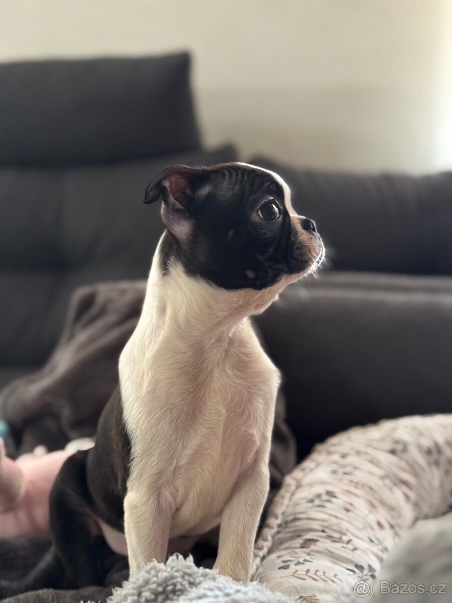 BOSTONSKÝ TERIÉR S PP FCI - 5