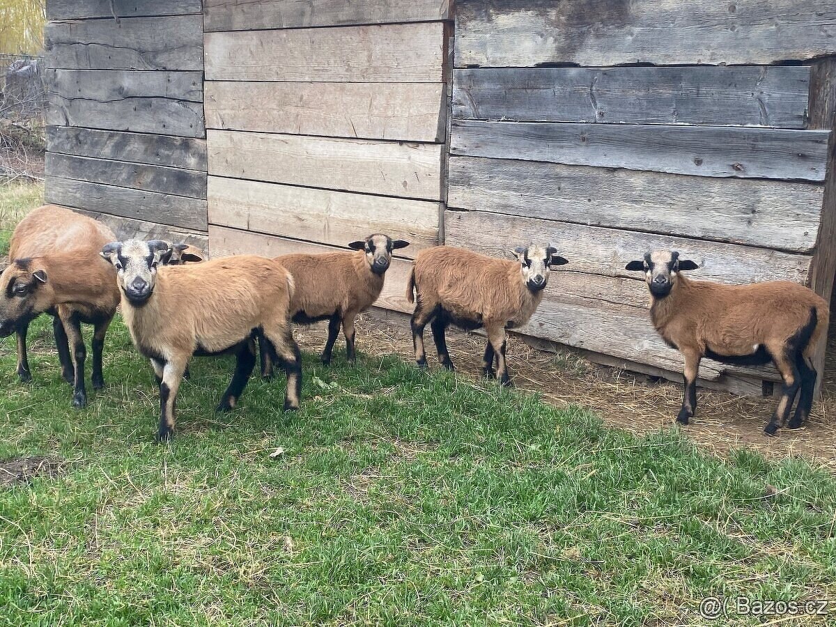 Kamerunská ovce - jehňata (REZERVOVÁNO) - 5