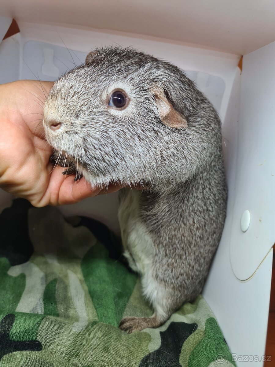 Morčata s pp, holcicky, jiz k odberu - 5