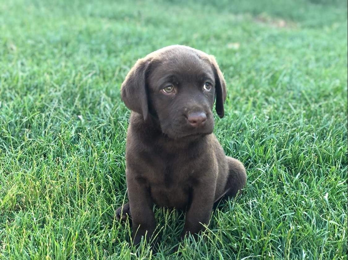 Čokoládový labrador - 5