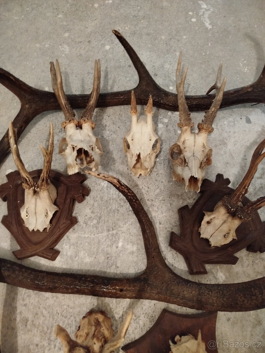 Jelení + srnčí - 5