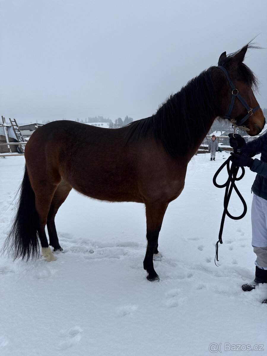 7 letá klisna - klusak - 5