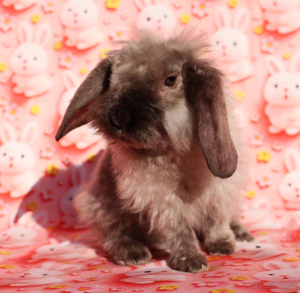 Zakrslý satén rex LT beránek sameček . - 5