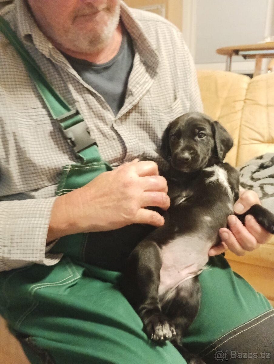 Prodám štěňátka - 5
