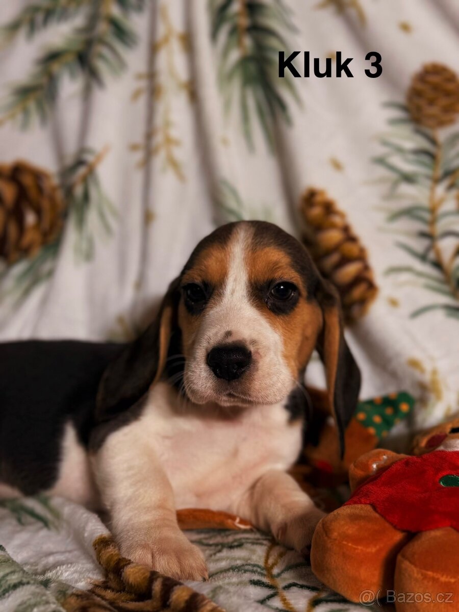 Bígl trikolor, štěňátka - 5