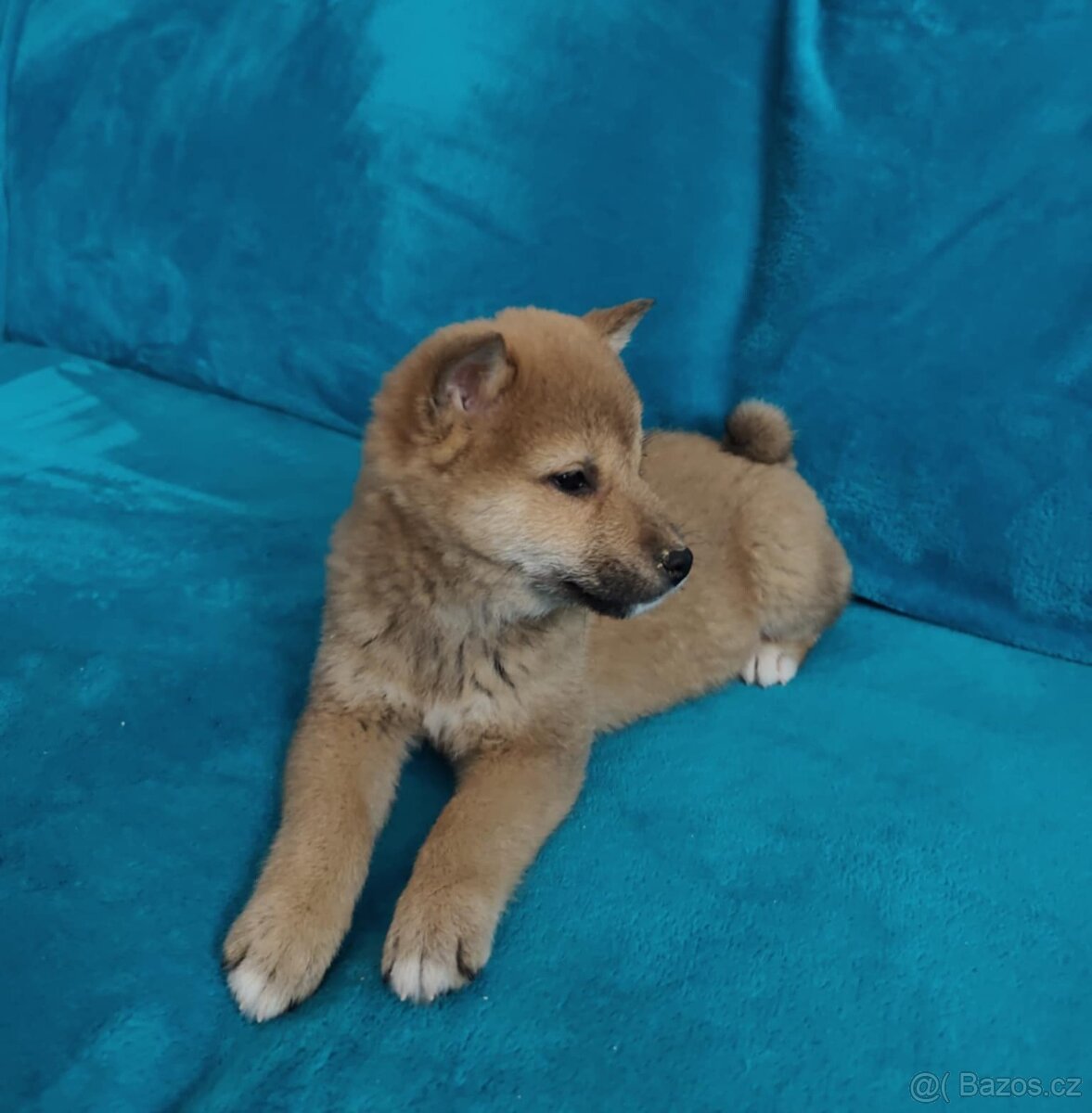 Shiba inu - 5
