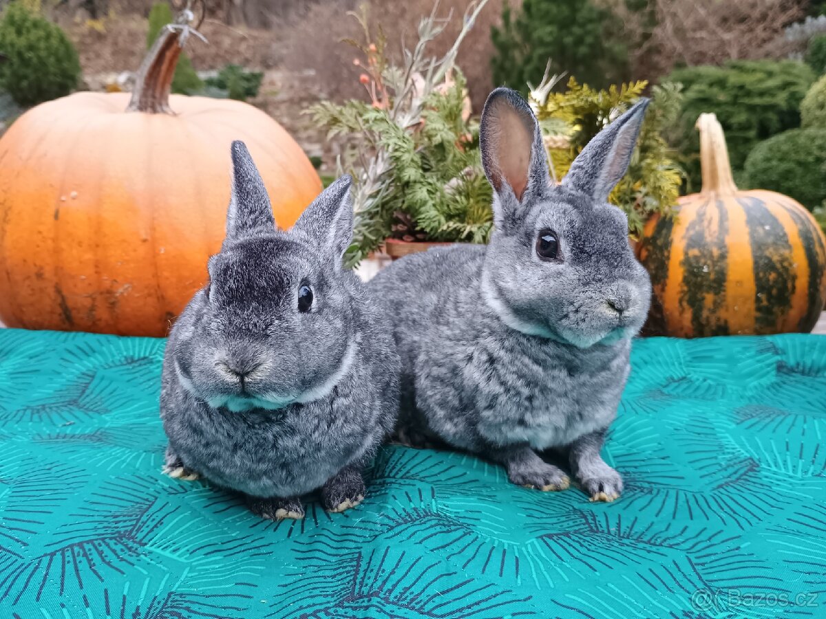 Zakrslý REX činčilový vánoční miminka - 5