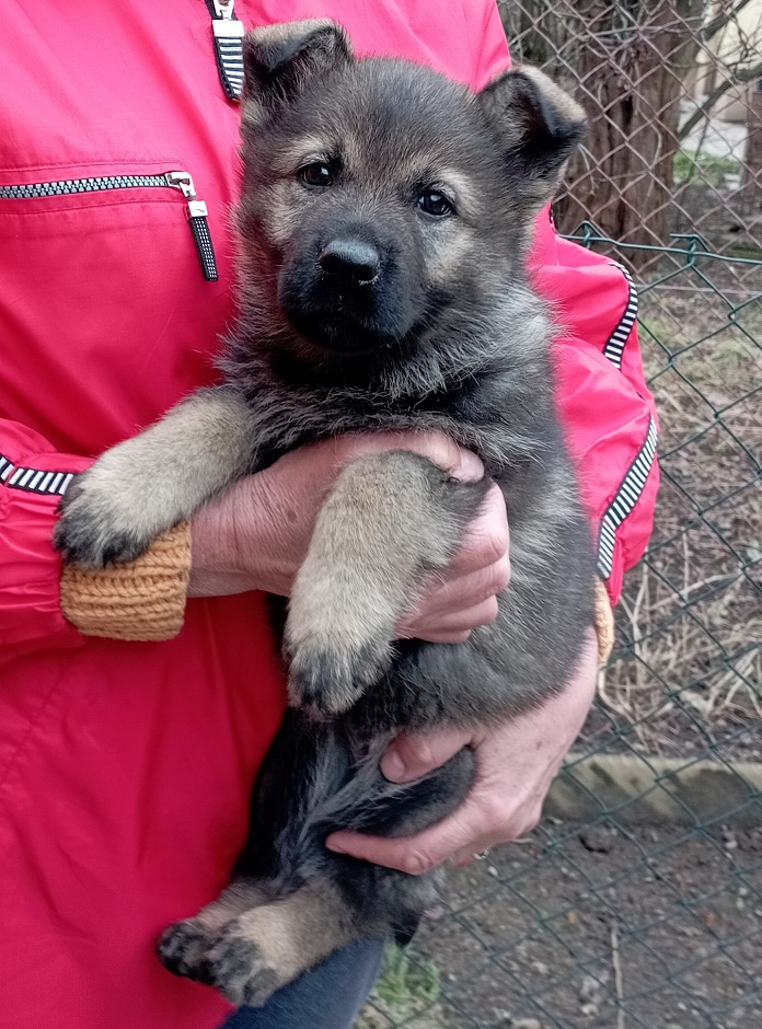 Německý ovčák štěnata s PP - 5