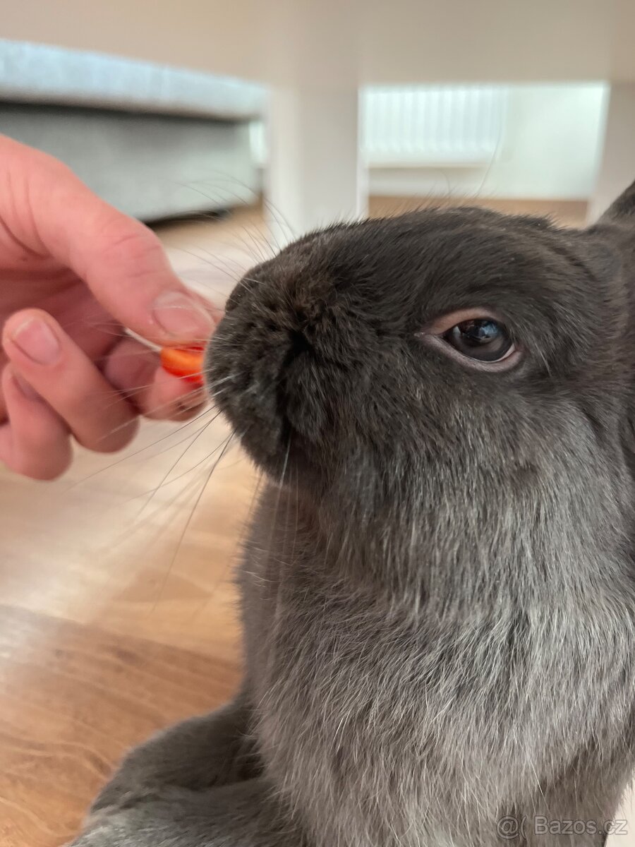 Zakrslý králík - 5