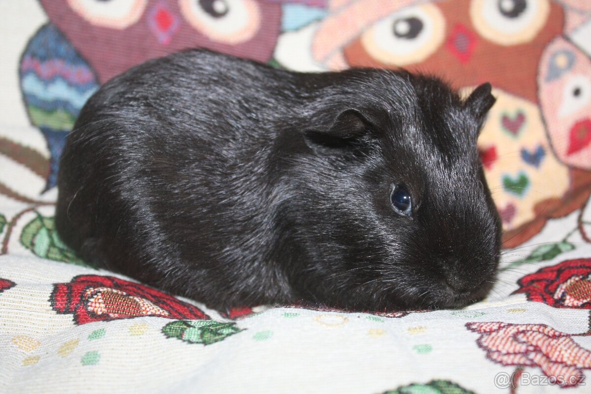 Morčátka krátkosrstá - 5