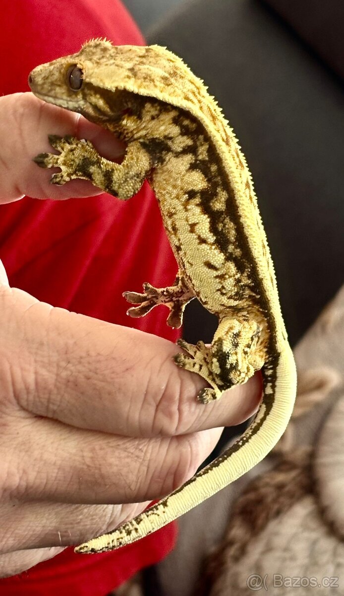 Pagekon řasnatý sameček Full Pinstripe 23g - 5