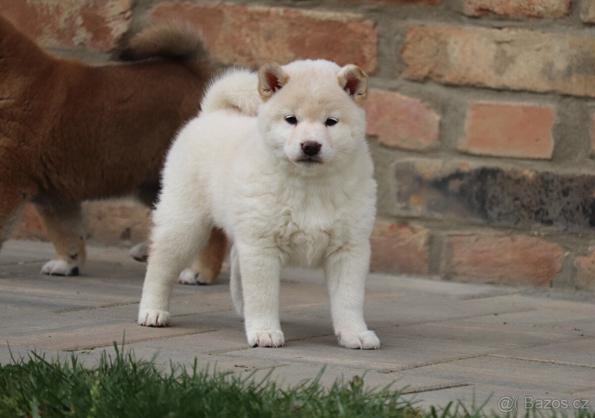 Shiba inu s PP - 5