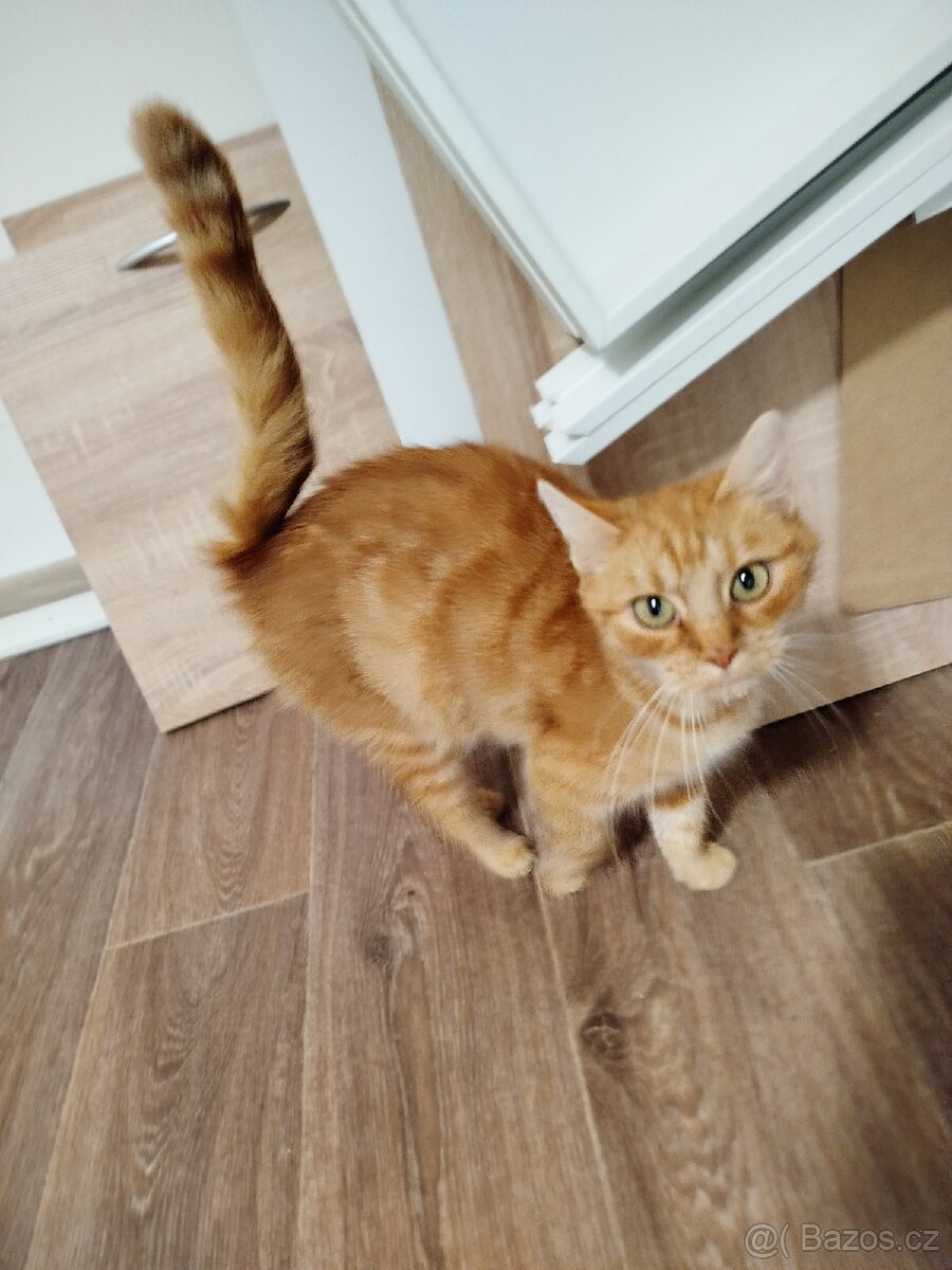 Daruji koťátka - 5