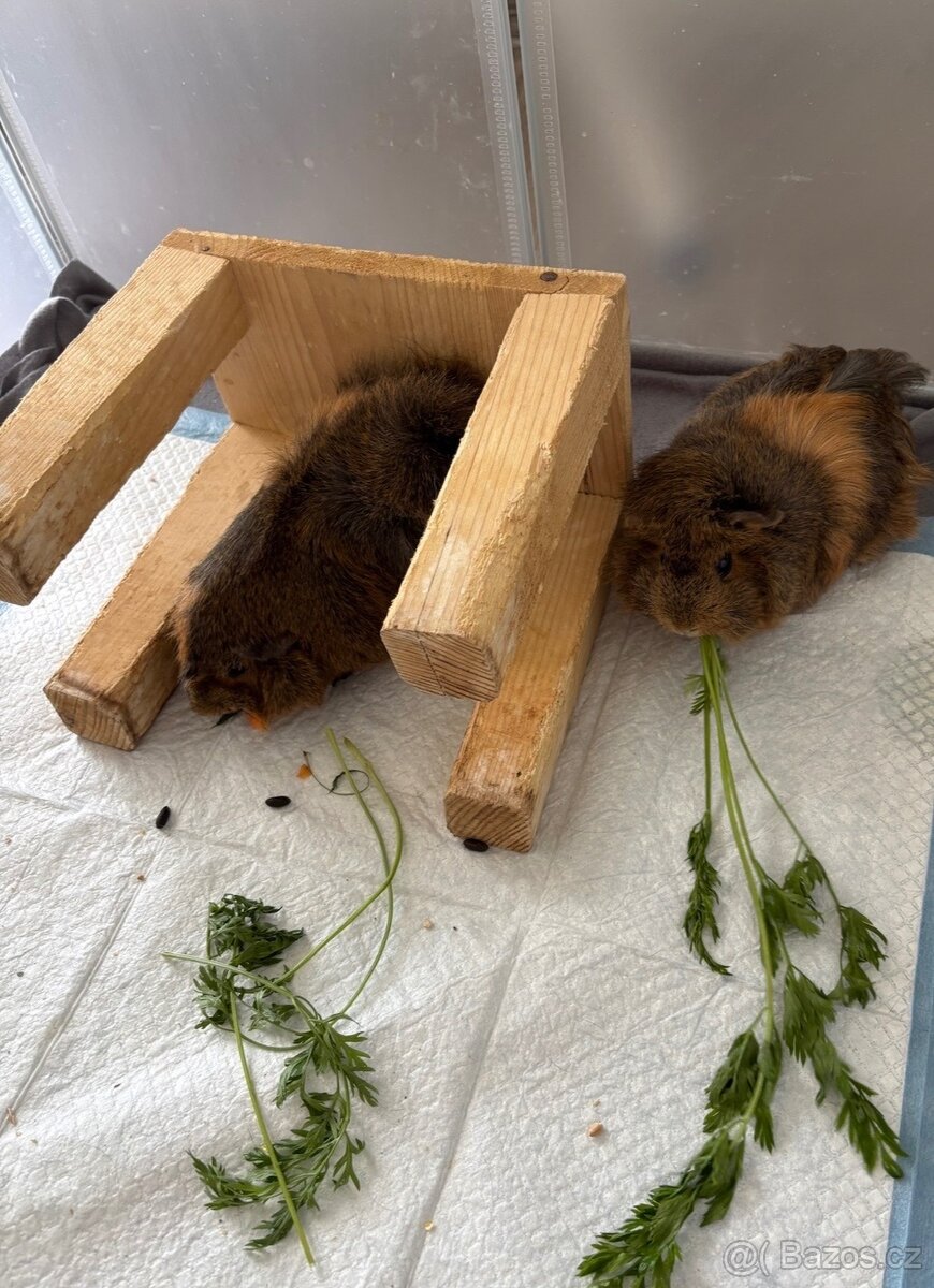 Prodám 2 morčata – samičky (2 roky, rozetové) - 5