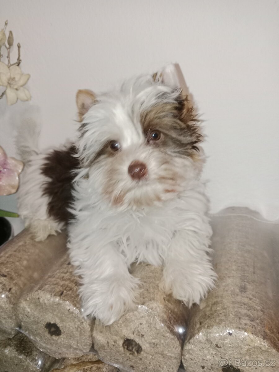 Jorkšírský teriér s pp - 5