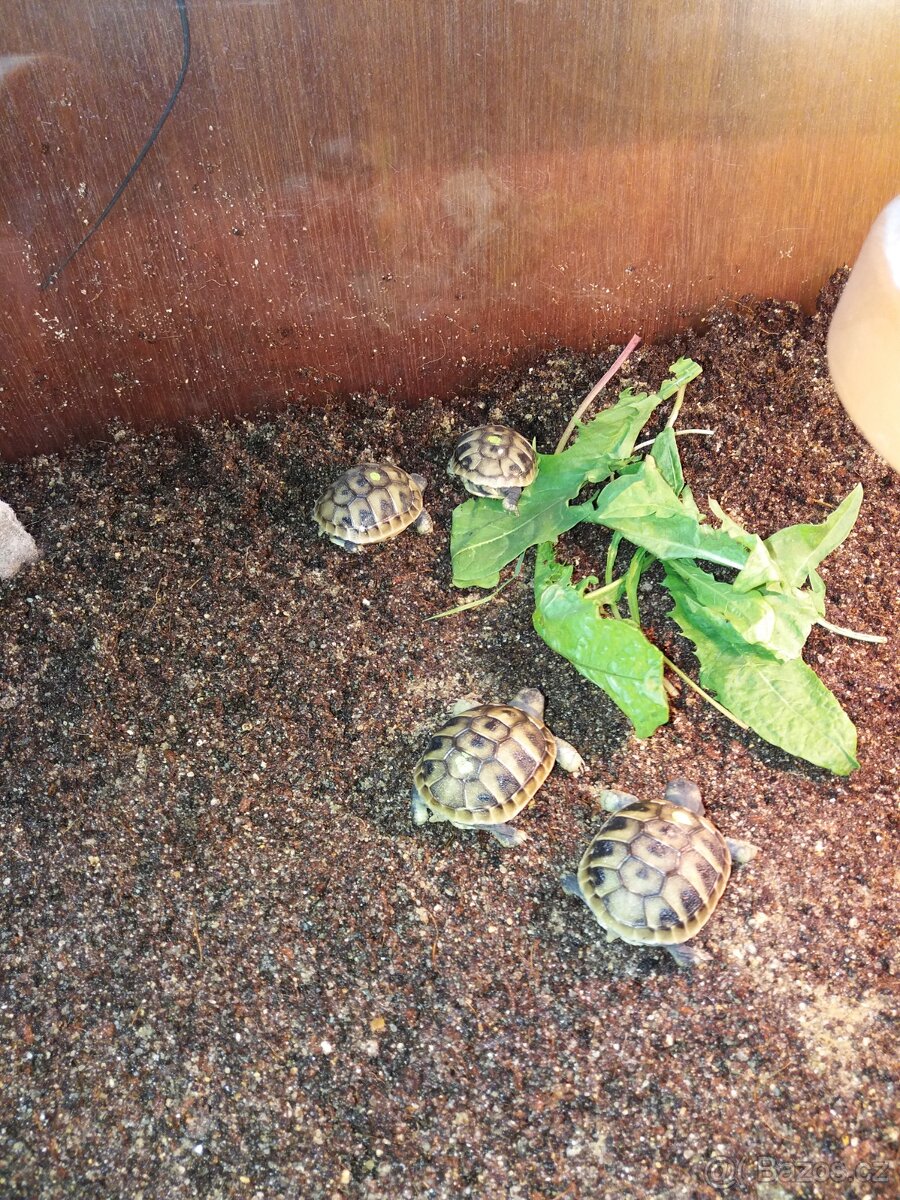 Suchozemská želva zelenavá mláďata - 5