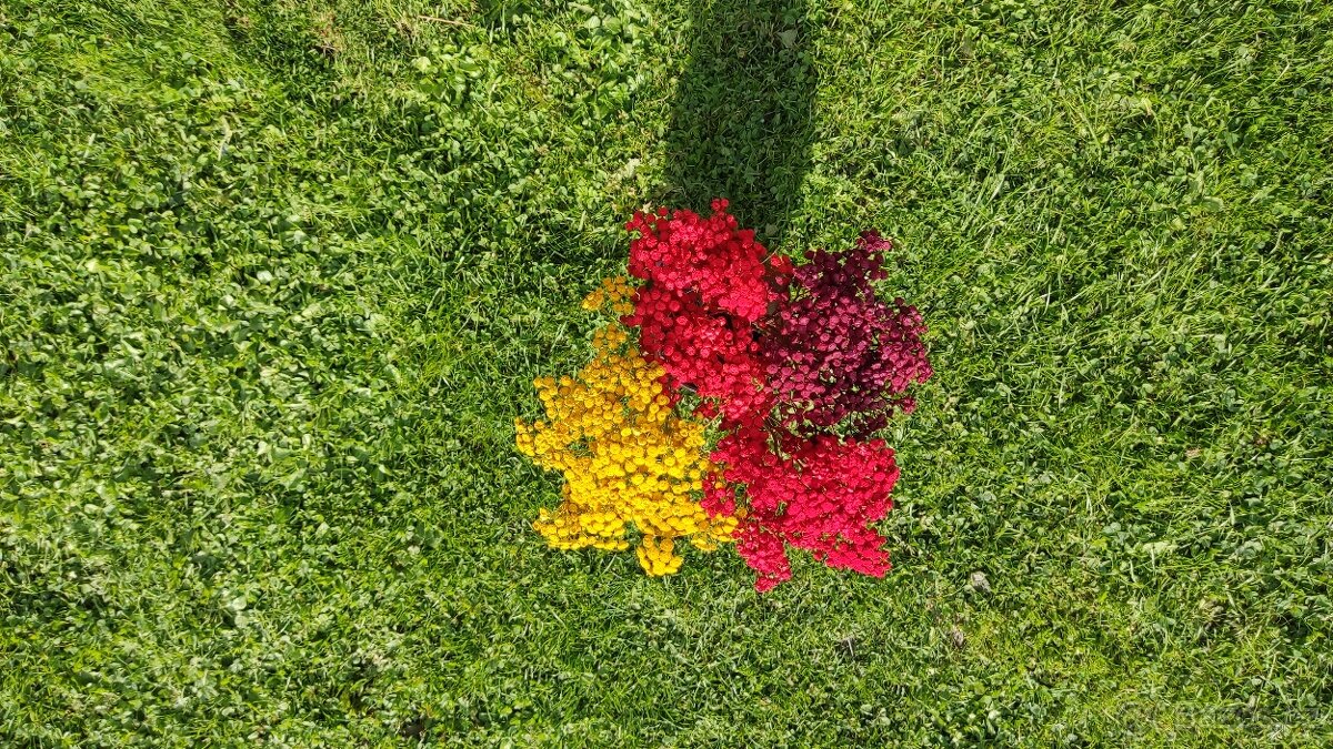 Barvený vratič - 5