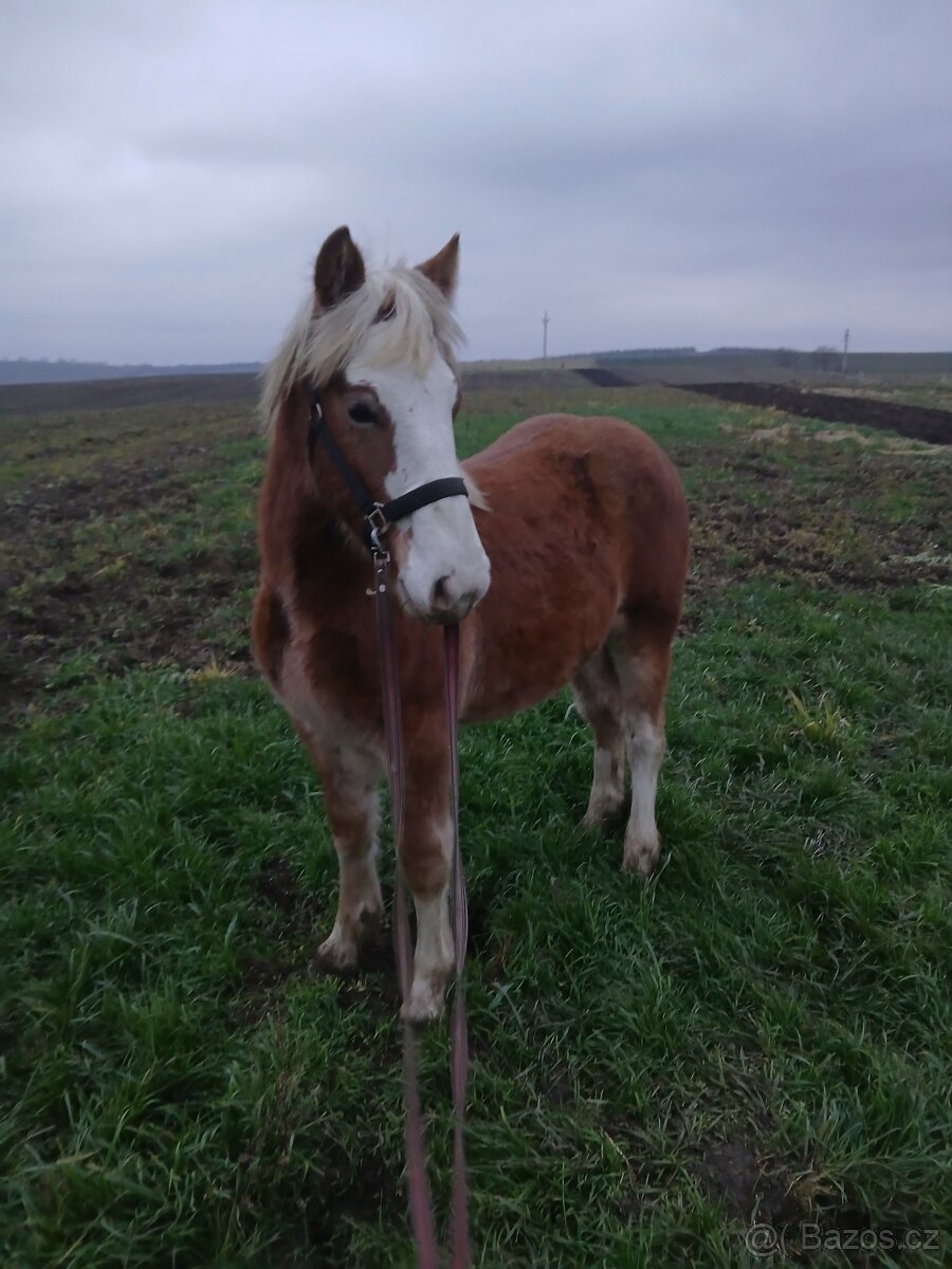 Prodám kobylku čmb - 5