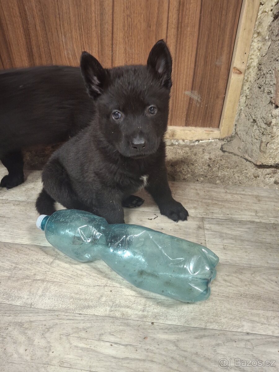 Německý ovčák štěňata bez PP - 5