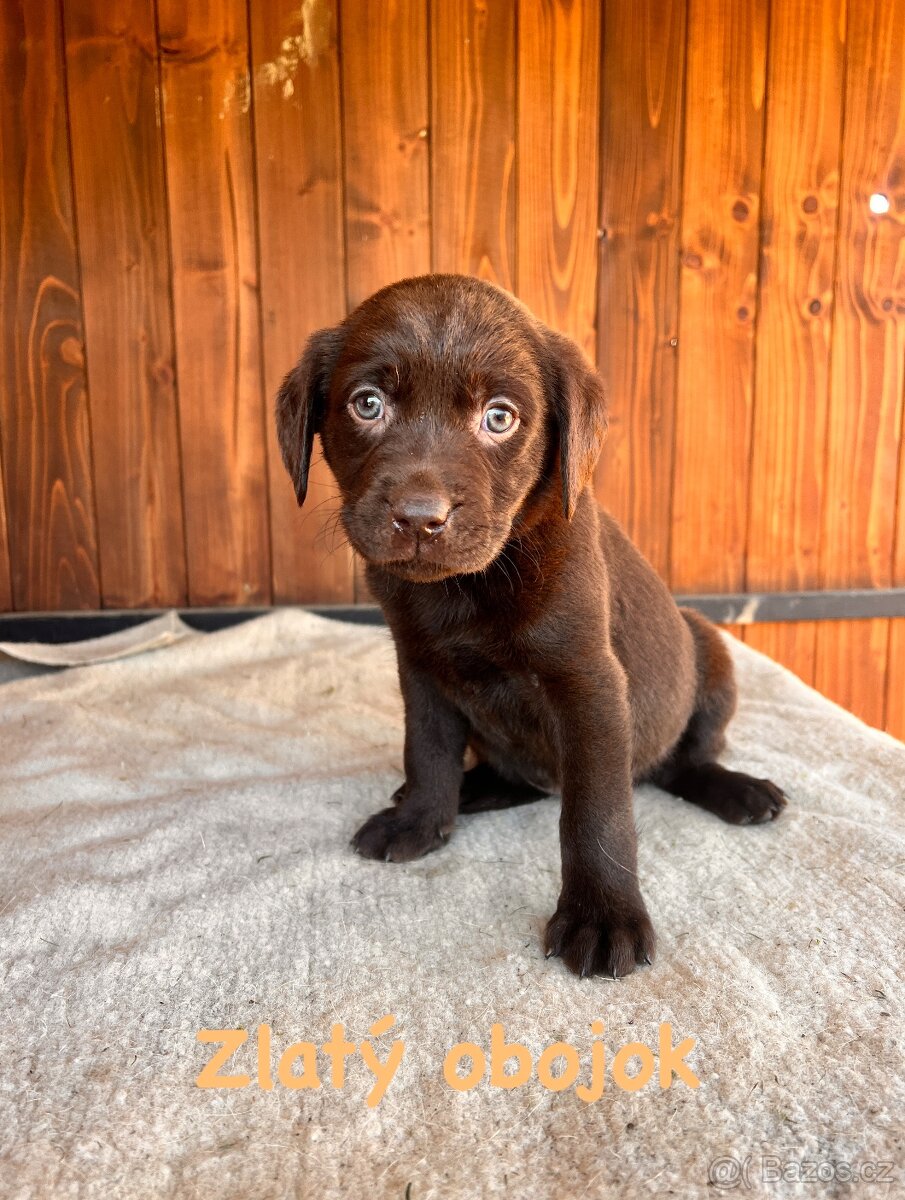 Labrador šteniatka - 5