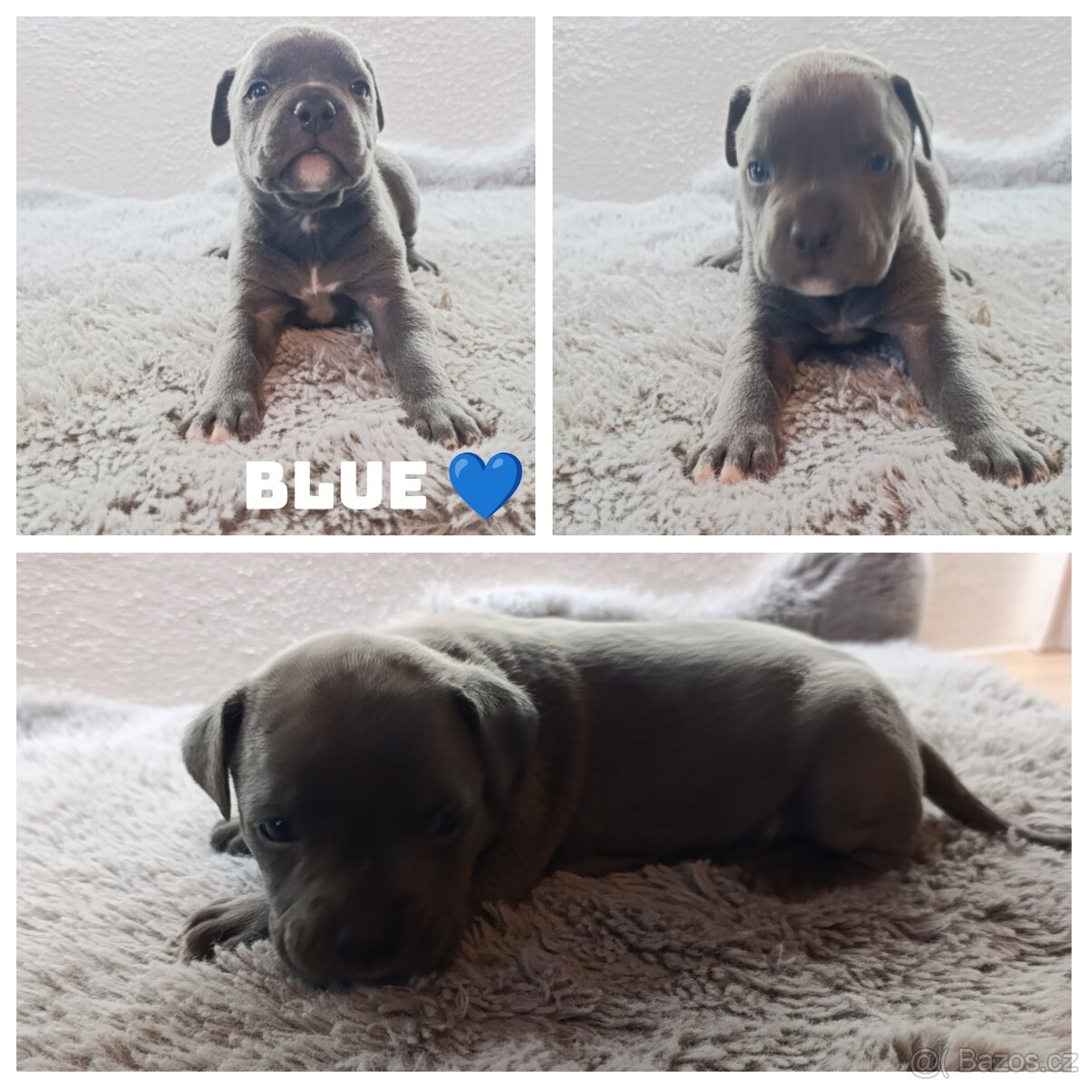 American Bully Standard - 5