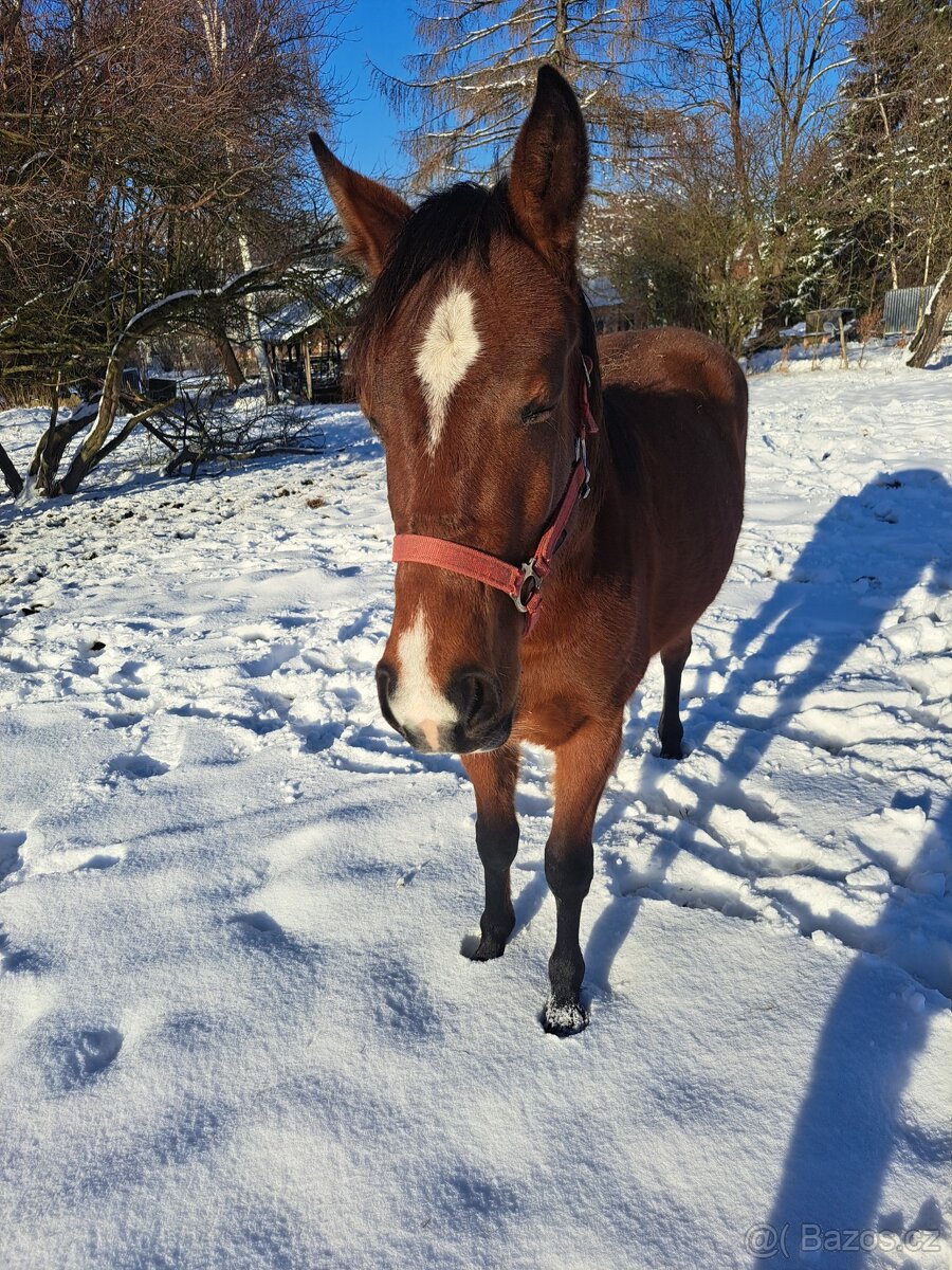 APH 2letý valach - 5