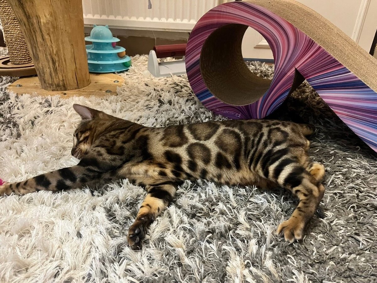 Bengálská kočka - 5