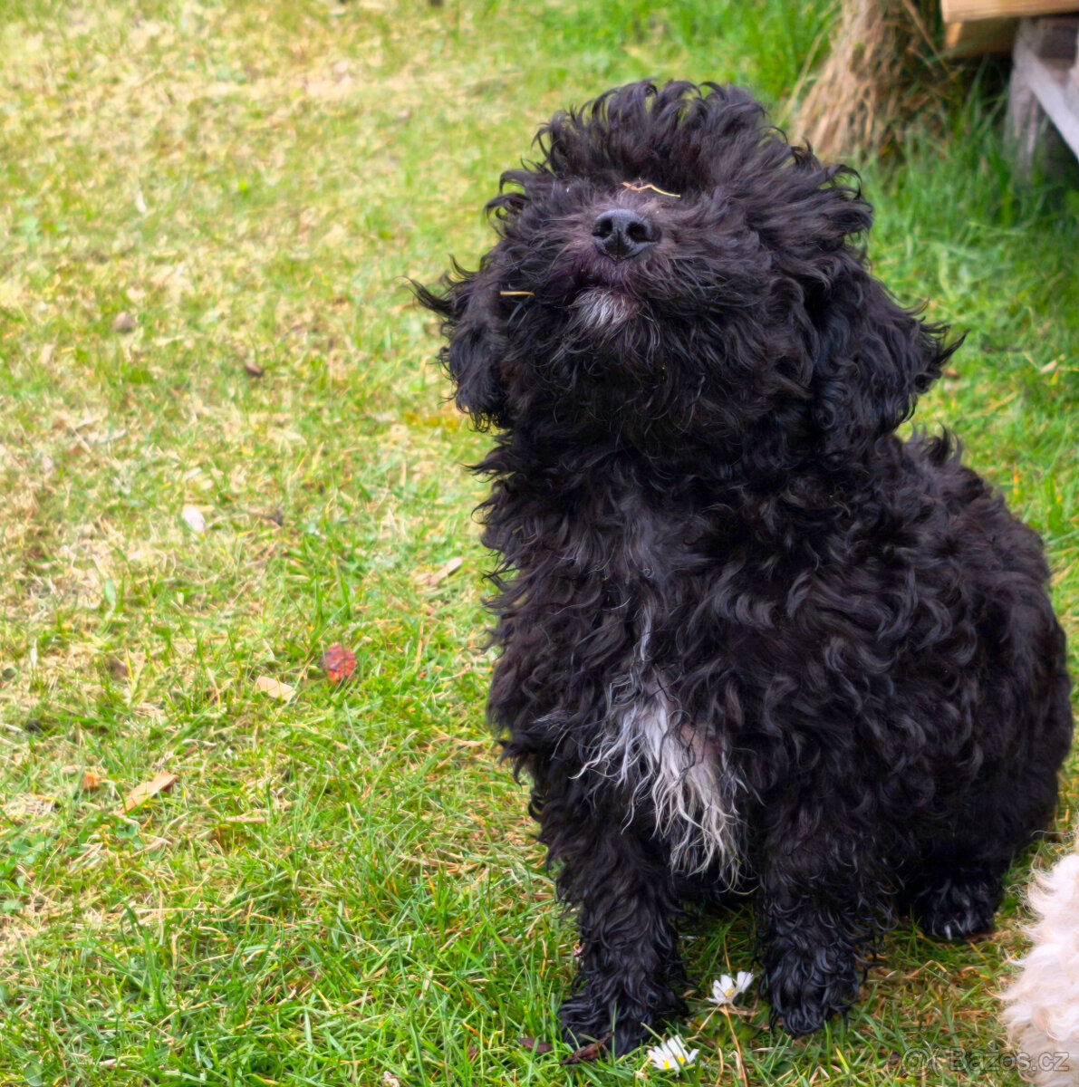 pudl trpasličí - 5