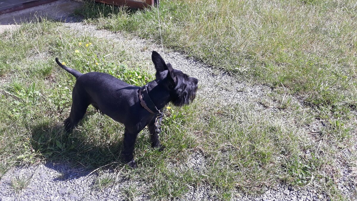 Knírač černý malý - 5