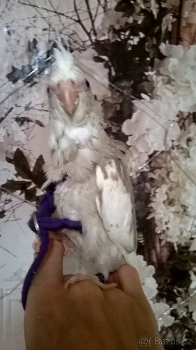 KORELA RUCNE DOKRMENA mlade UCENA NA KSIRKY - 5