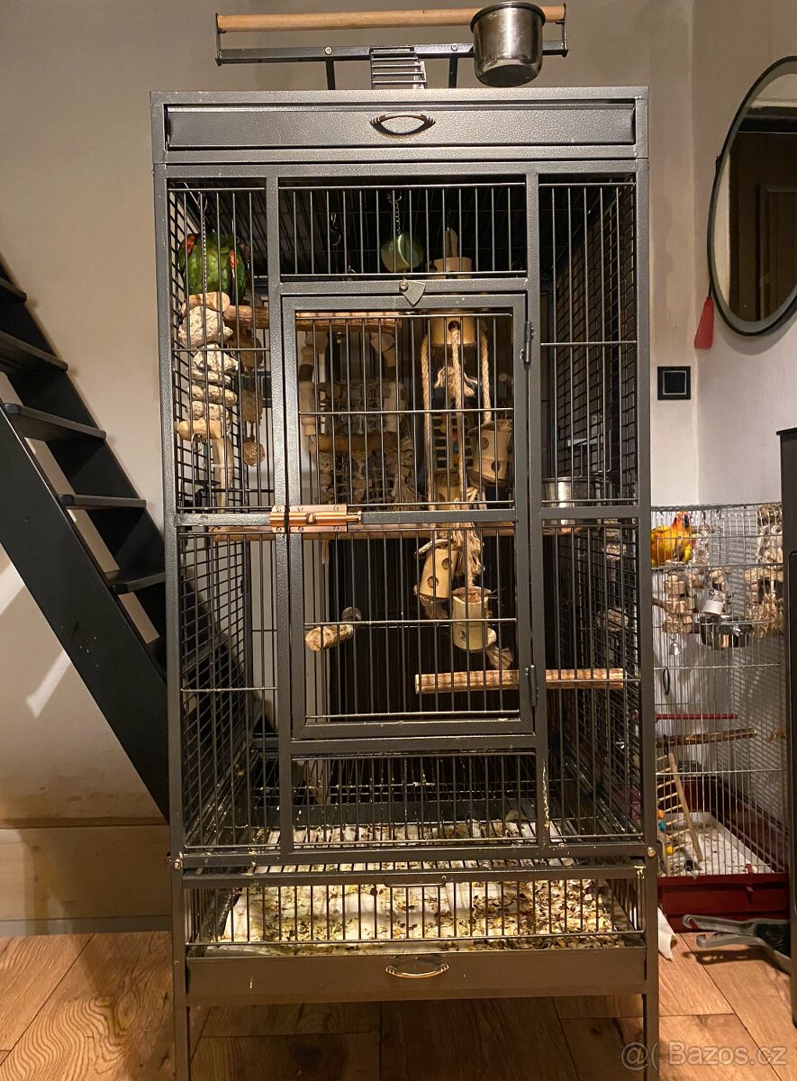 Ara Nobilis - Ručně dokrmené mimino / Samička DNA test - 5