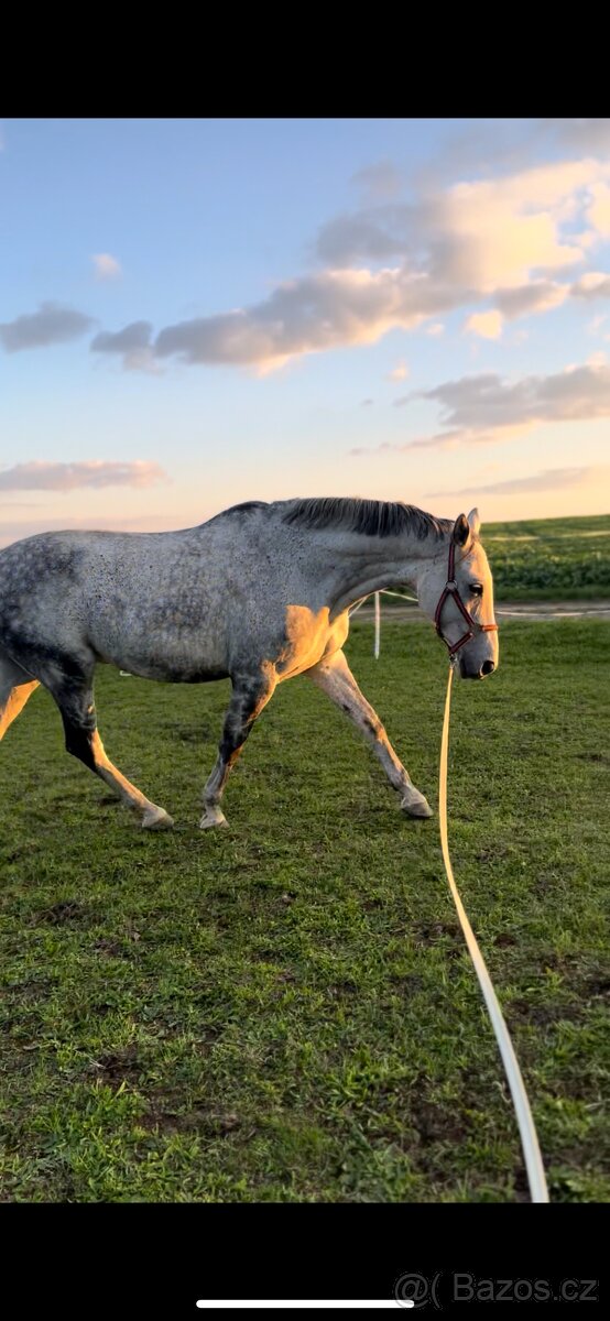 Nabízím docházku za valachem - 5