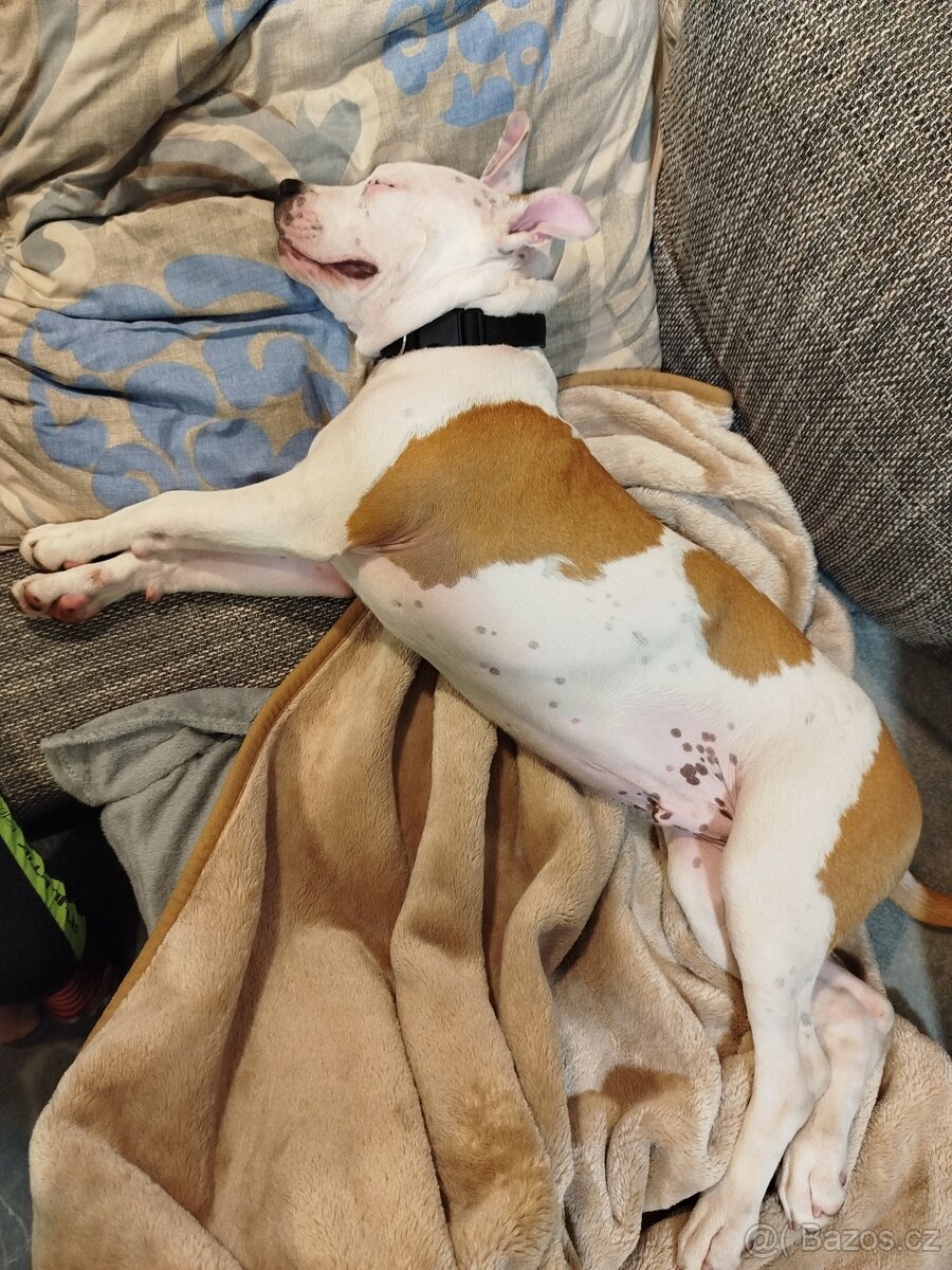 Americký Stafordšírský teriér - 5