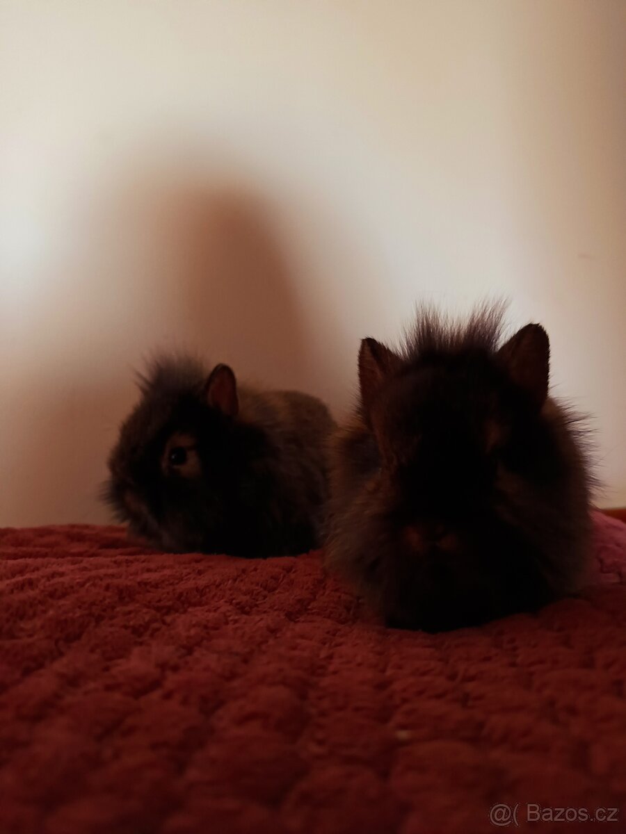 Zakrslý králíček - 5