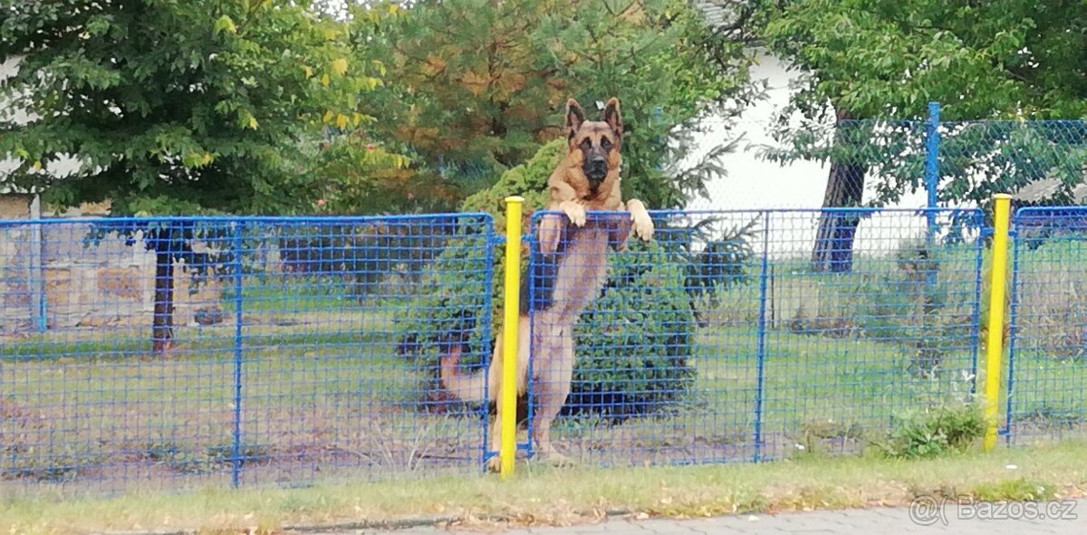 Nemecky ovčák typu Rex(štěňata) - 5