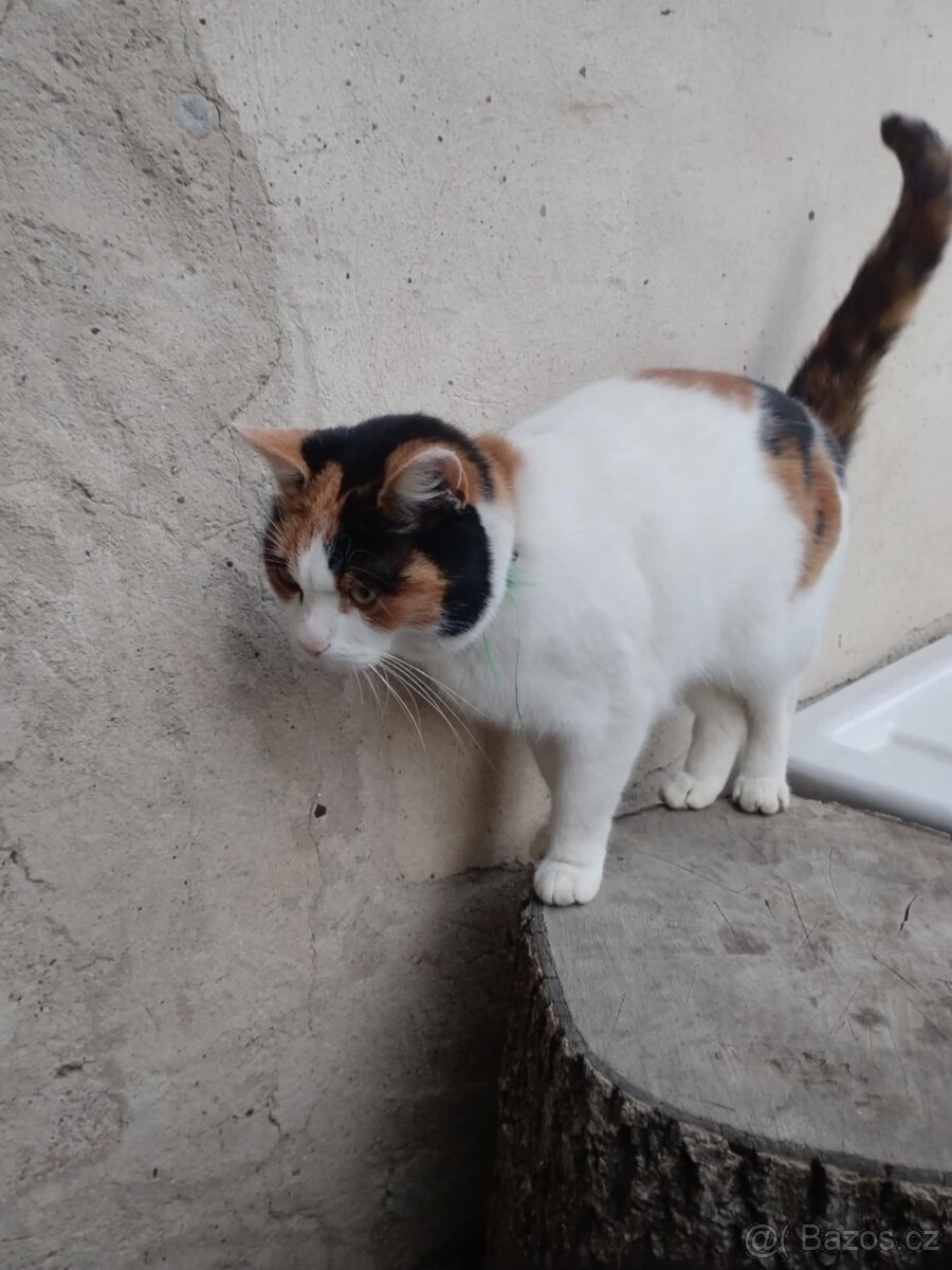 Daruji kočku - 5