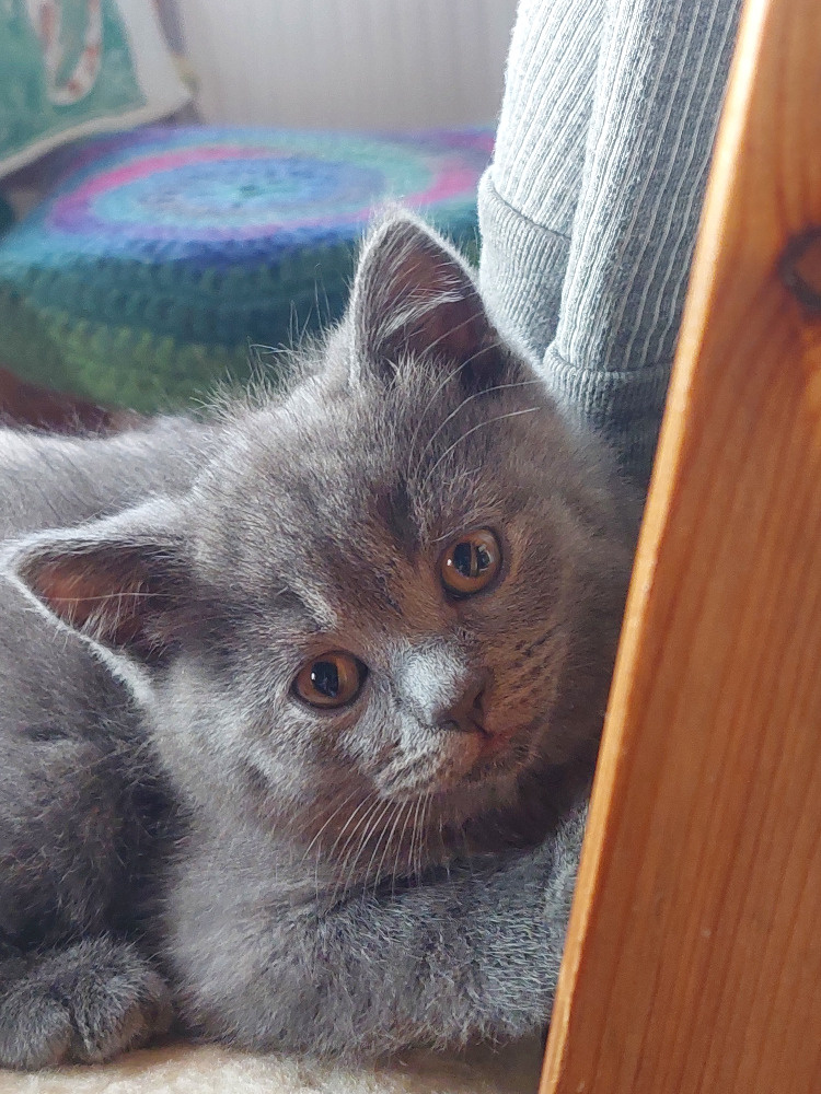 Koťátka – britská kočka - 5